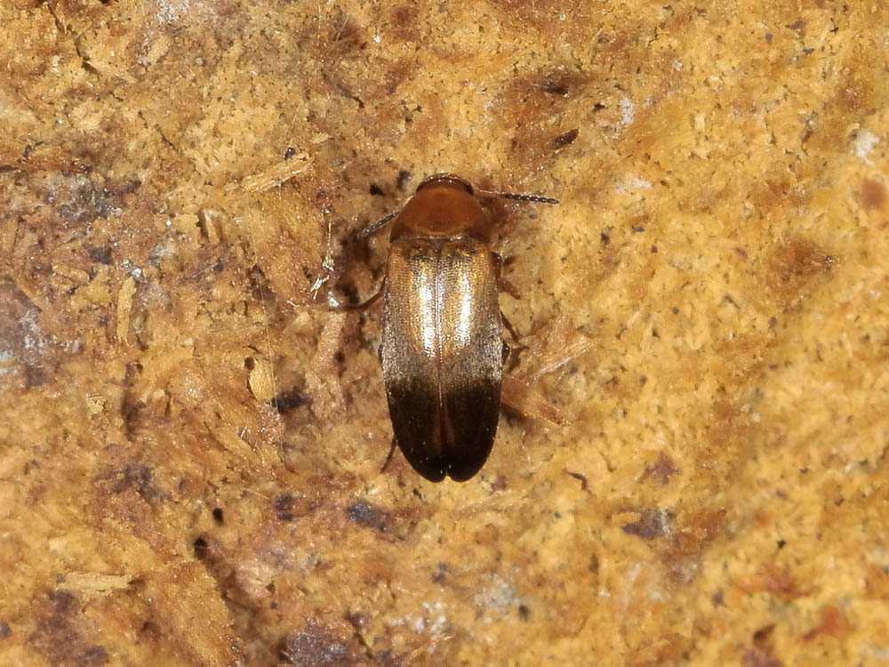 Anaspis sp.